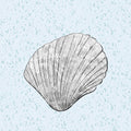 Seashell line art wall art print, square shell drawing