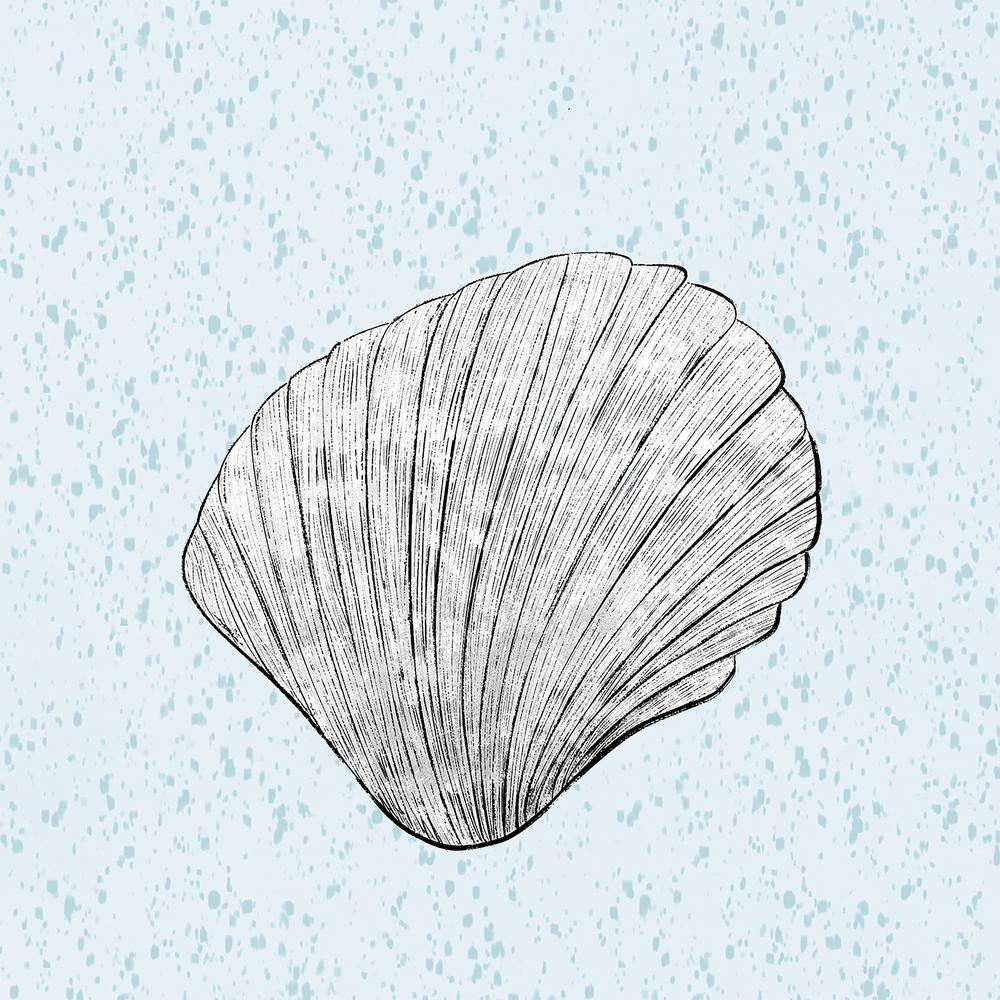 Seashell line art wall art print, square shell drawing