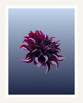 Dark Dahlia wall art print, moody plum flower on sky blue