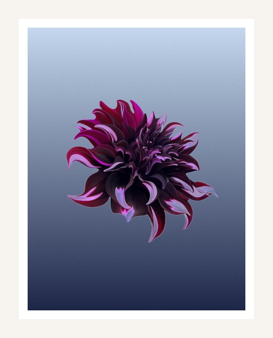 Dark Dahlia wall art print, moody plum flower on sky blue