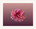 Pink Dahlia wall art print, blush flower on warm sand