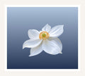 White Anemone wall art print, elegant flower on dusty blue