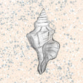 Conch Shell wall art print, square coastal line drawing