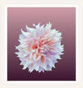 Cream Dahlia wall art print, pastel flower on wine plum