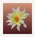 Yellow Dahlia wall art print, ivory flower on deep red