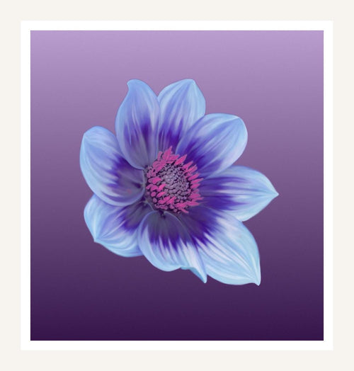 Blue Dahlia wall art print, violet flower on royal purple